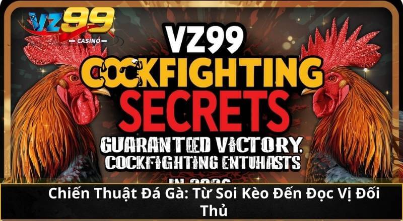 Chiến Thuật Đá Gà: Từ Soi Kèo Đến Đọc Vị Đối Thủ